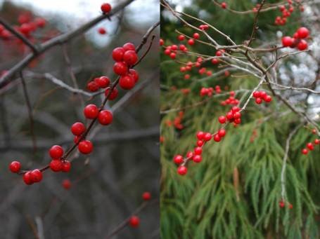 Winterberry (Ilex 'Sparkleberry') 