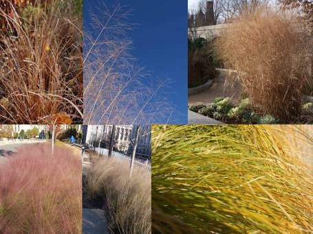 Winter Interest in the Garden - Smithsonian Gardens