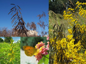 Winter Interest in the Garden - Smithsonian Gardens