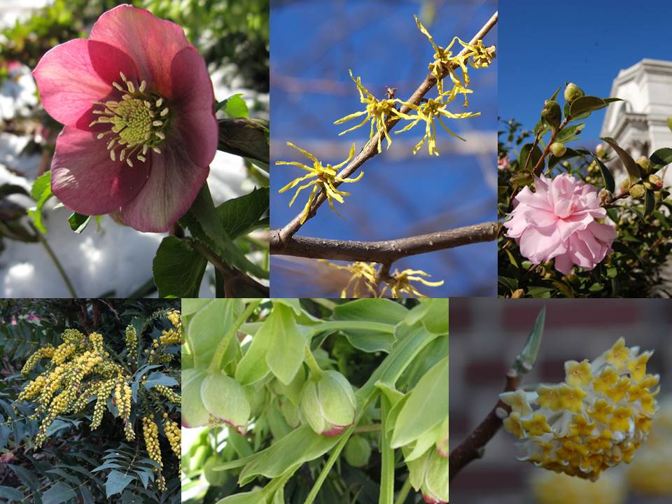 winter flowers 