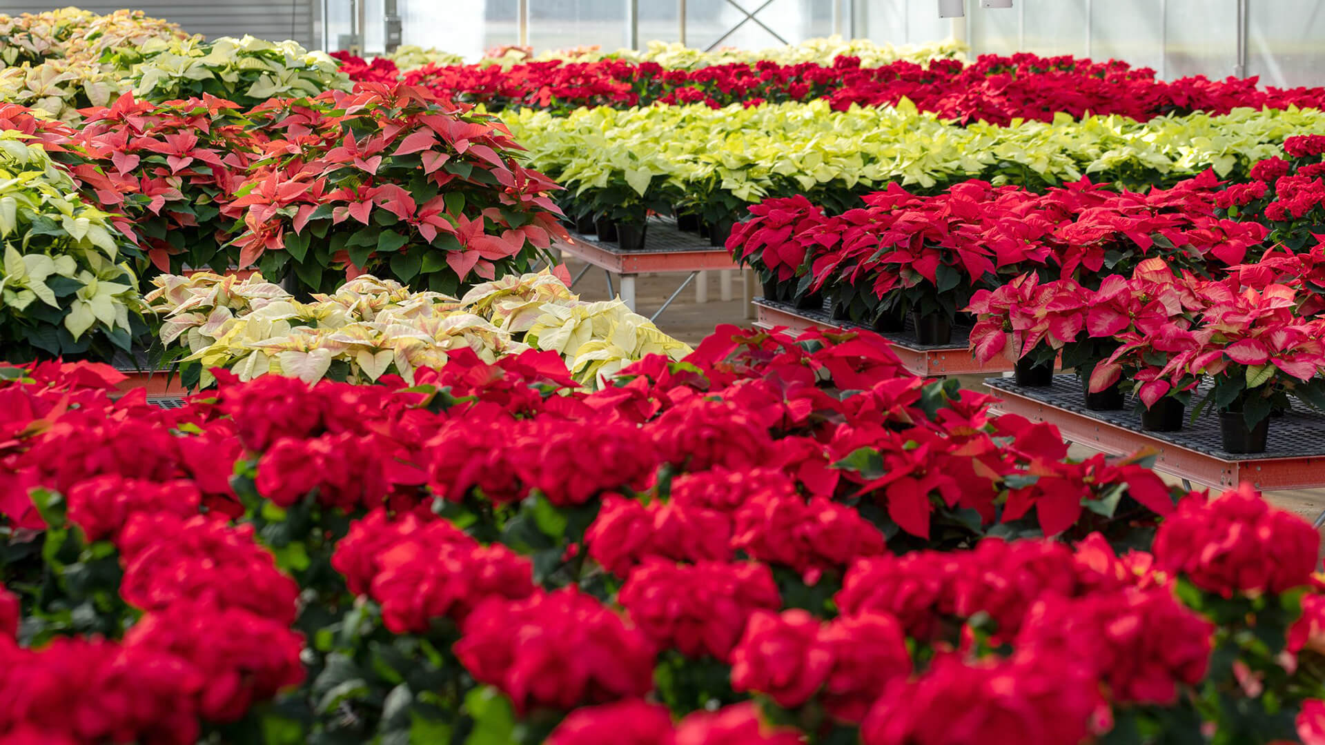 Poinsettias grown in the Smithsonian Gardens Greenhouse