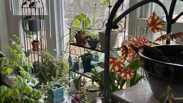 Houseplants near windows; containers