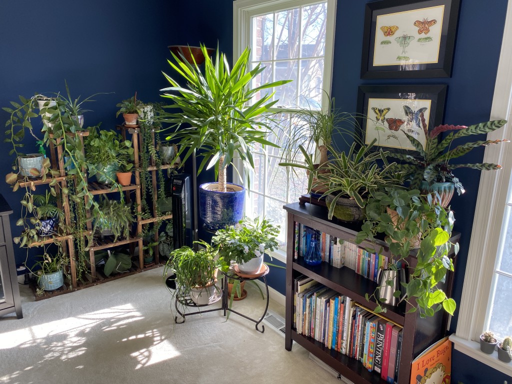 Houseplants near window