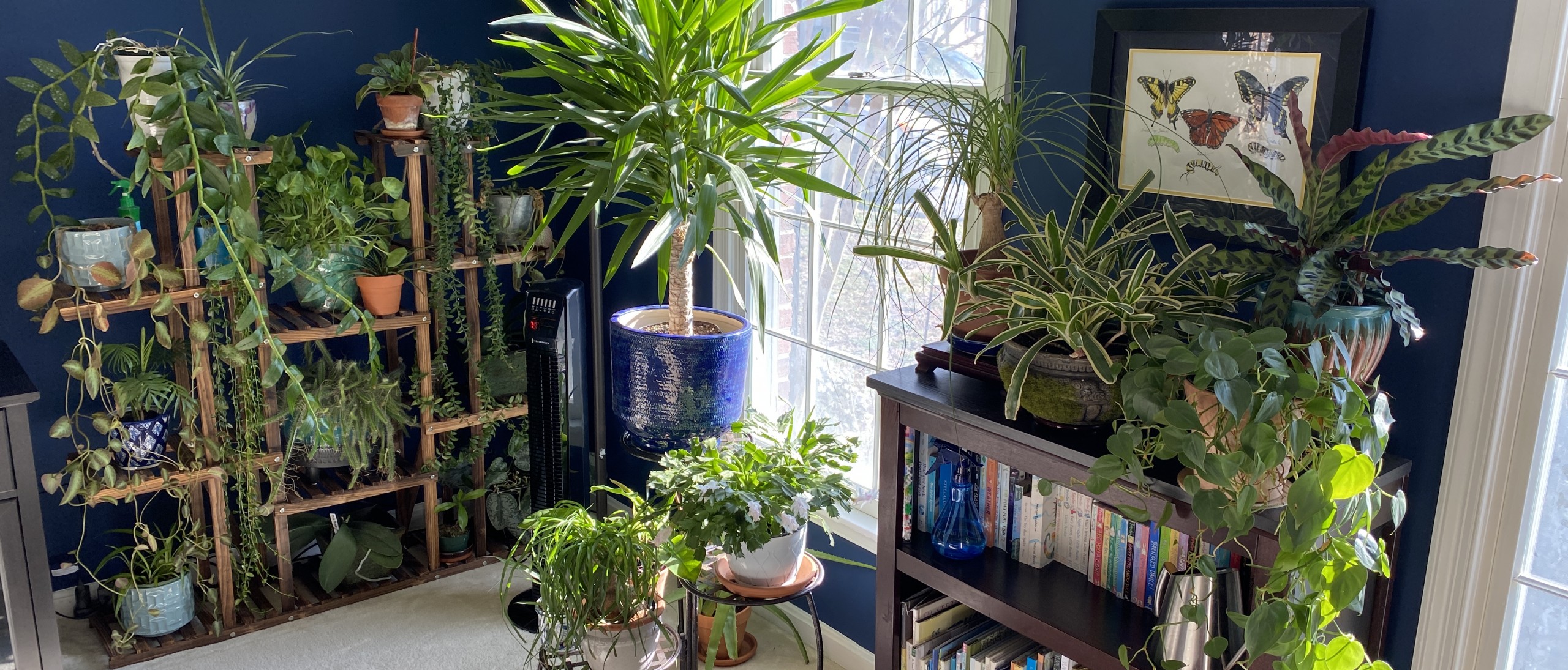 Houseplants near window