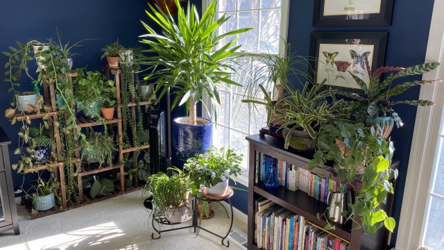 Houseplants near window