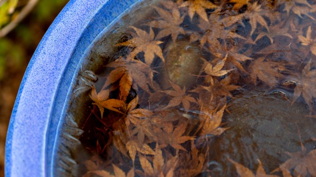 Birdbath with leaves in the Mary Livingston Ripley Garden