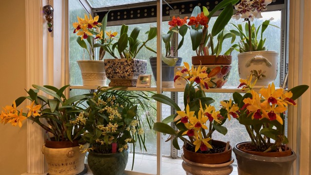 Orchids in window