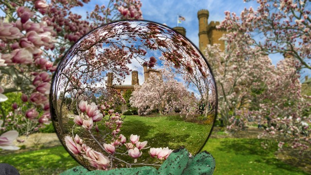 Saucer magnolias in the Enid A. Haupt Garden and the Smithsonian Castle Building