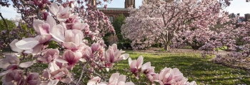 Saucer magnolias in the Enid A. Haupt Garden