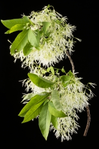 White Fringe tree & Chinese Fringetree (Chionanthus virginicus & Chionanthus retusus)  