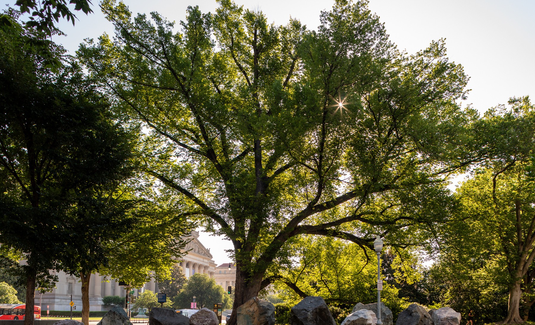 Large elm in summer with sun behind