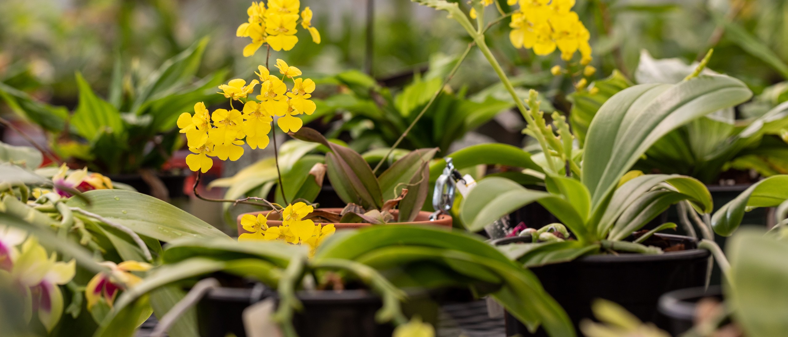 Various orchids in pots on greenhouse bench, with yellow flowers in focus