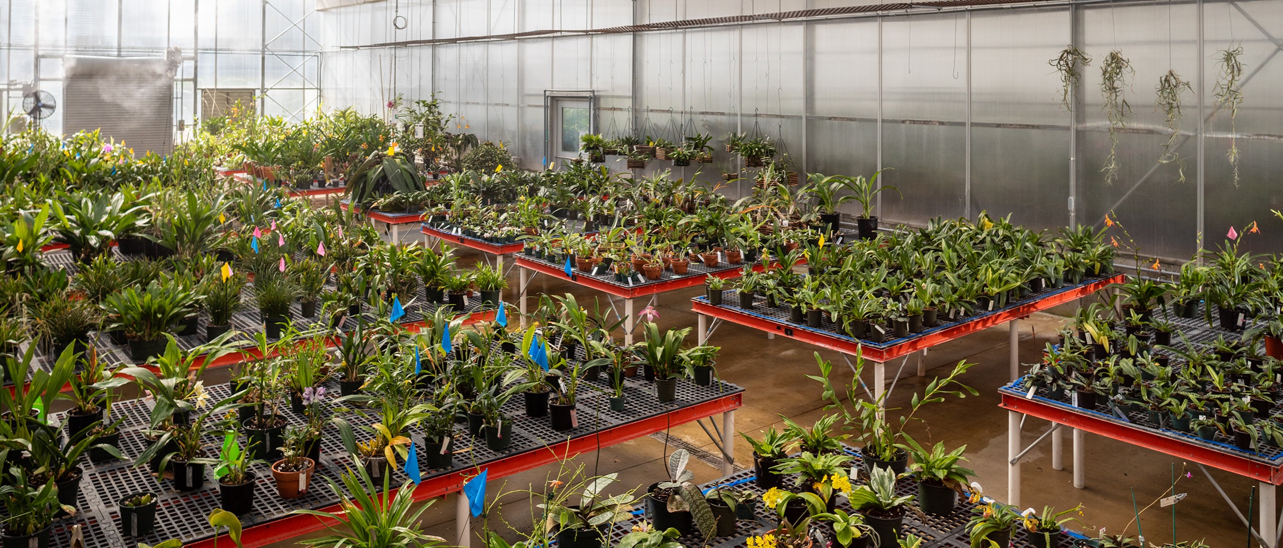 Orchids on many benches in greenhouse being misted