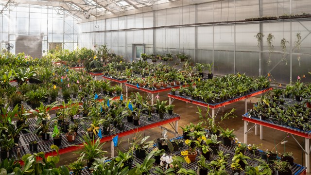 Orchids on many benches in greenhouse being misted