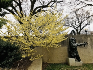 Hamamelis 'Arnold Promise' at the Hirshhorn Museum and Sculpture Garden