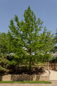 Bald Cypress (Taxodium distichum)