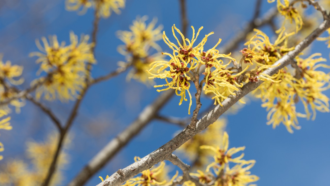 Explore the Collection - Smithsonian Gardens