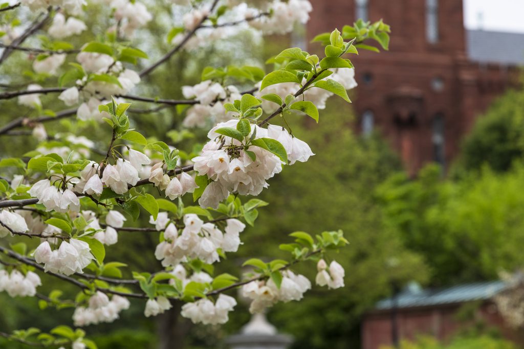 Silverbell (Halesia sp.)