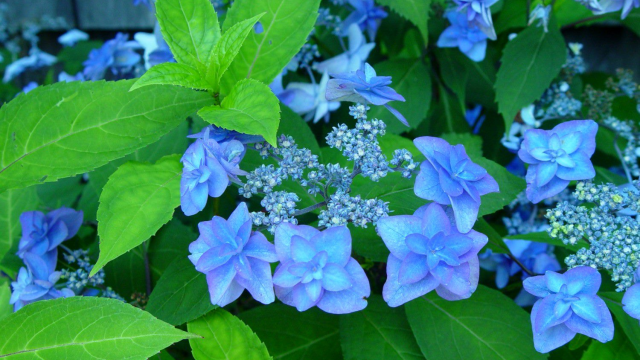 Hydrangea