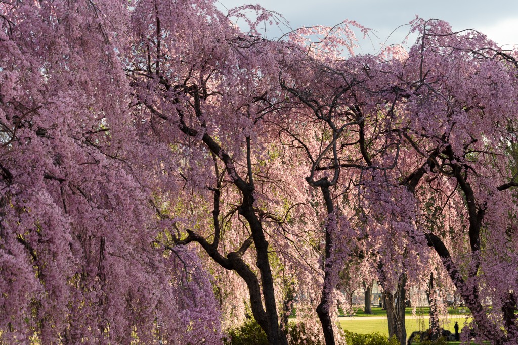 Flowering cherry at the National Air and Space Museum.