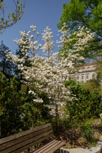 NMNH-Cornus 'Jean's Appalachian Snow'