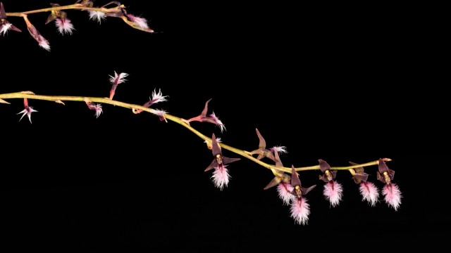 Several small, dark purple orchid flowers with fuzzy, white lip blooming on horizontal stem on black background