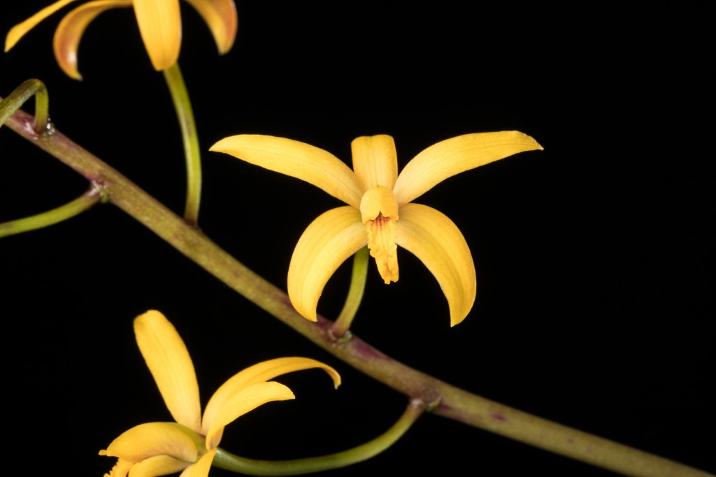 Yellow-orange, thin petaled orchid flower on black background