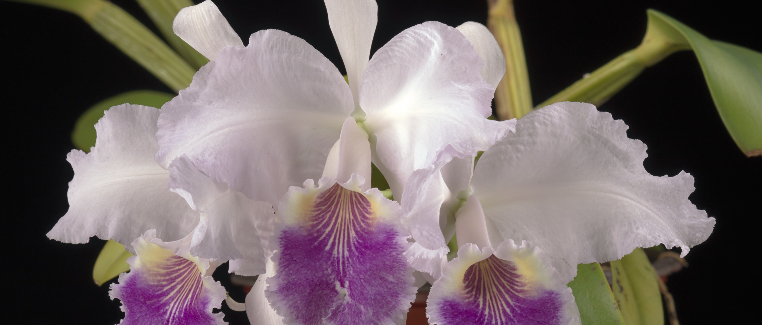 Cattleya plant deals