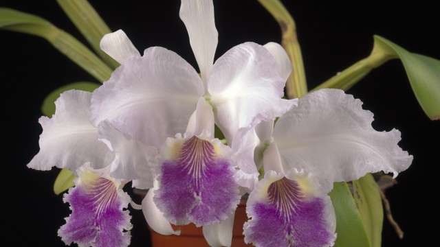 Three white orchid flowers with purple lip growing in pot