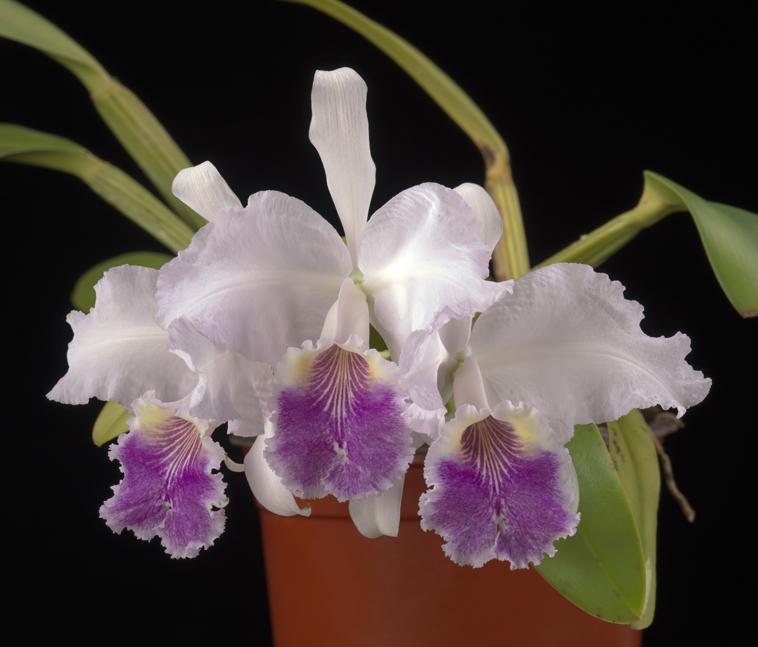 Cattleya Orchid Flower