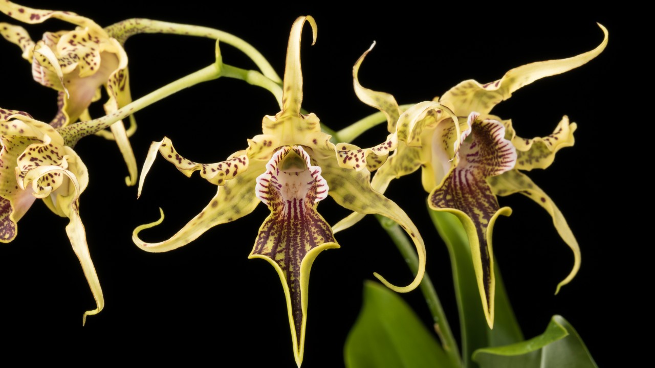 Care of Dendrobium - Smithsonian Gardens