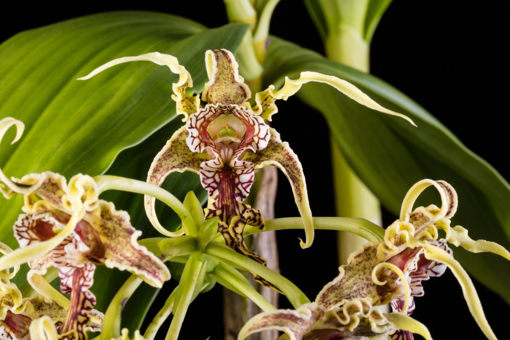 White orchid flower with maroon veins with green leaves behind