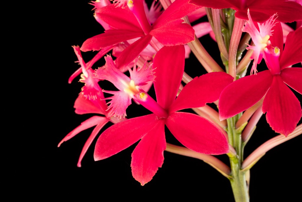 Vivid red orchid flowers on a black background