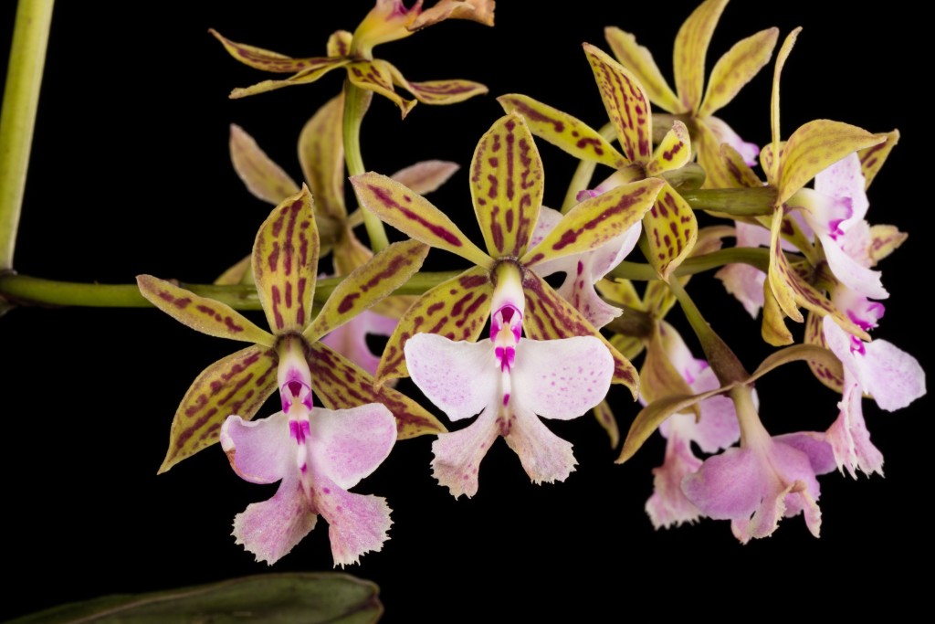 Green and brown striped orchid flowers with a pale pink lip of Epidendrum stamfordianum on black background