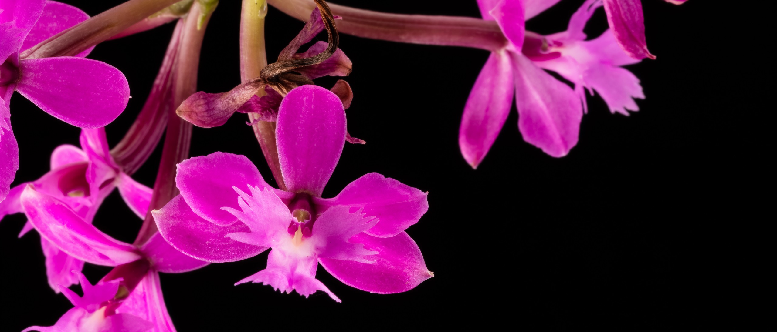 Small purple-pink orchid flowers on stem on black background