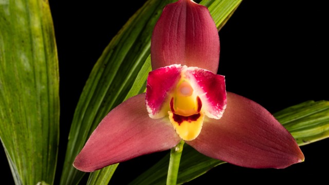 Dull red flower with three prominent petals and yellow lip, green leaves and black in background