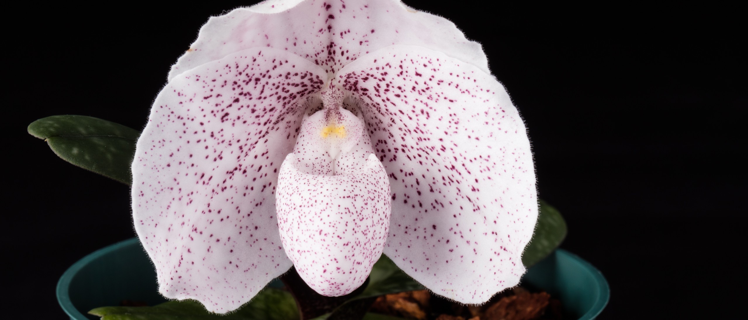 Top View Of Orchid Flowers In Pot Isolated On Black Background