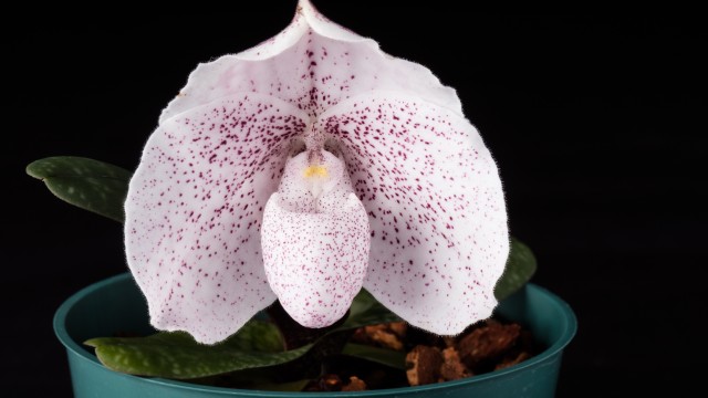 Large white slipper orchid flower with purple speckles in pot, black background