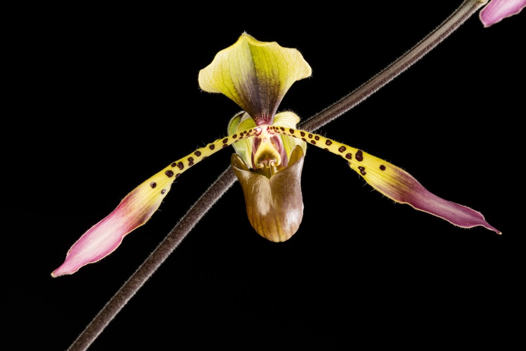 Green and brown slipper orchid flower on stem which cuts diagonally across frame, black background