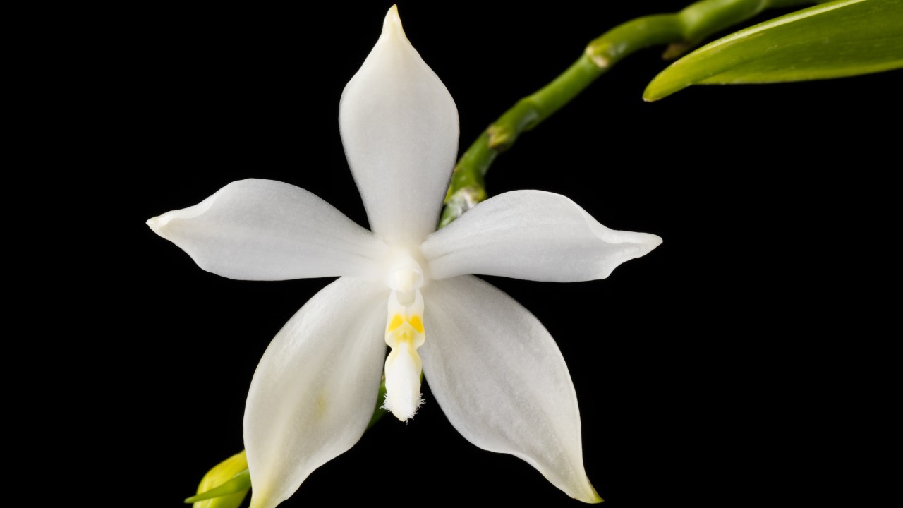 POWERS TO FLOWERS - ORCHIDEA PHALAENOPSIS NEGRA EN VASO CERÁMICA SIGNORINA,  Orquídea Falenopsis, Planta Vera: : Jardín