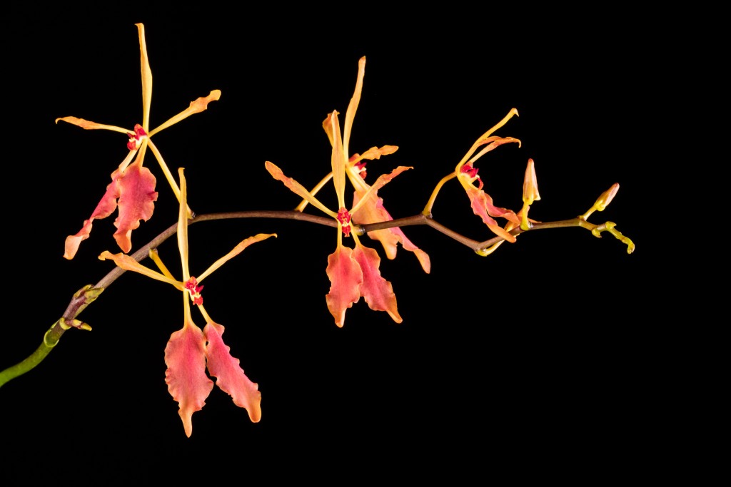 Yellow orchid flowers with narrow petals, but two broad, red lower petals, black background