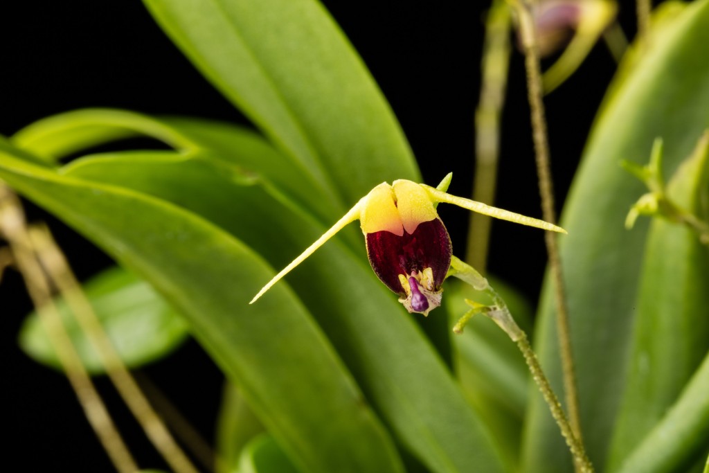 Beetle-like brown and yellow orchid flower with background of green leaves and black