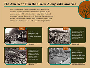 The American Elm that Grew Along with America panel