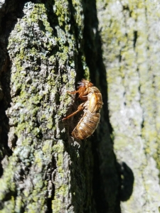 Cicada on tree