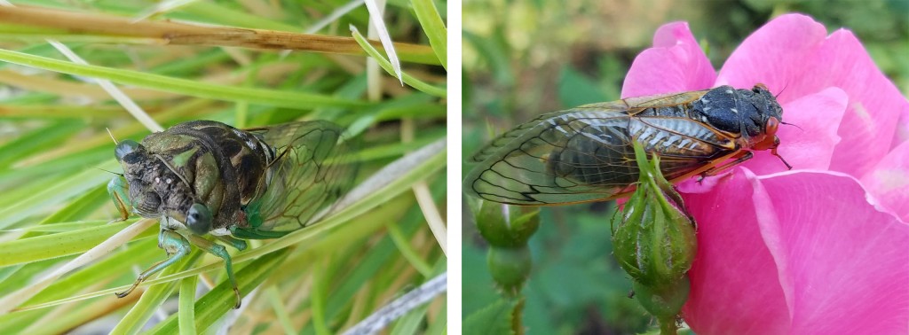 Annual & Periodical Cicadas