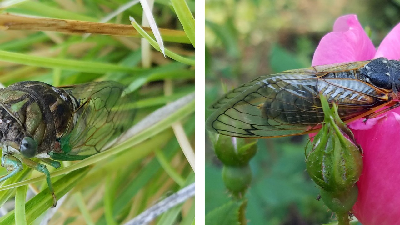 Annual & Periodical Cicadas