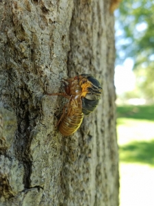 cicada emerging from shell on side of tree