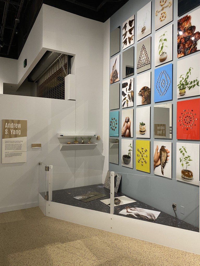 Taking care of the plants in the exhibit presents additional challenges as staff need to remove shoes, use a step ladder to cross the plexiglass barrier, carefully walk around exhibit material, and then tend to the plants.