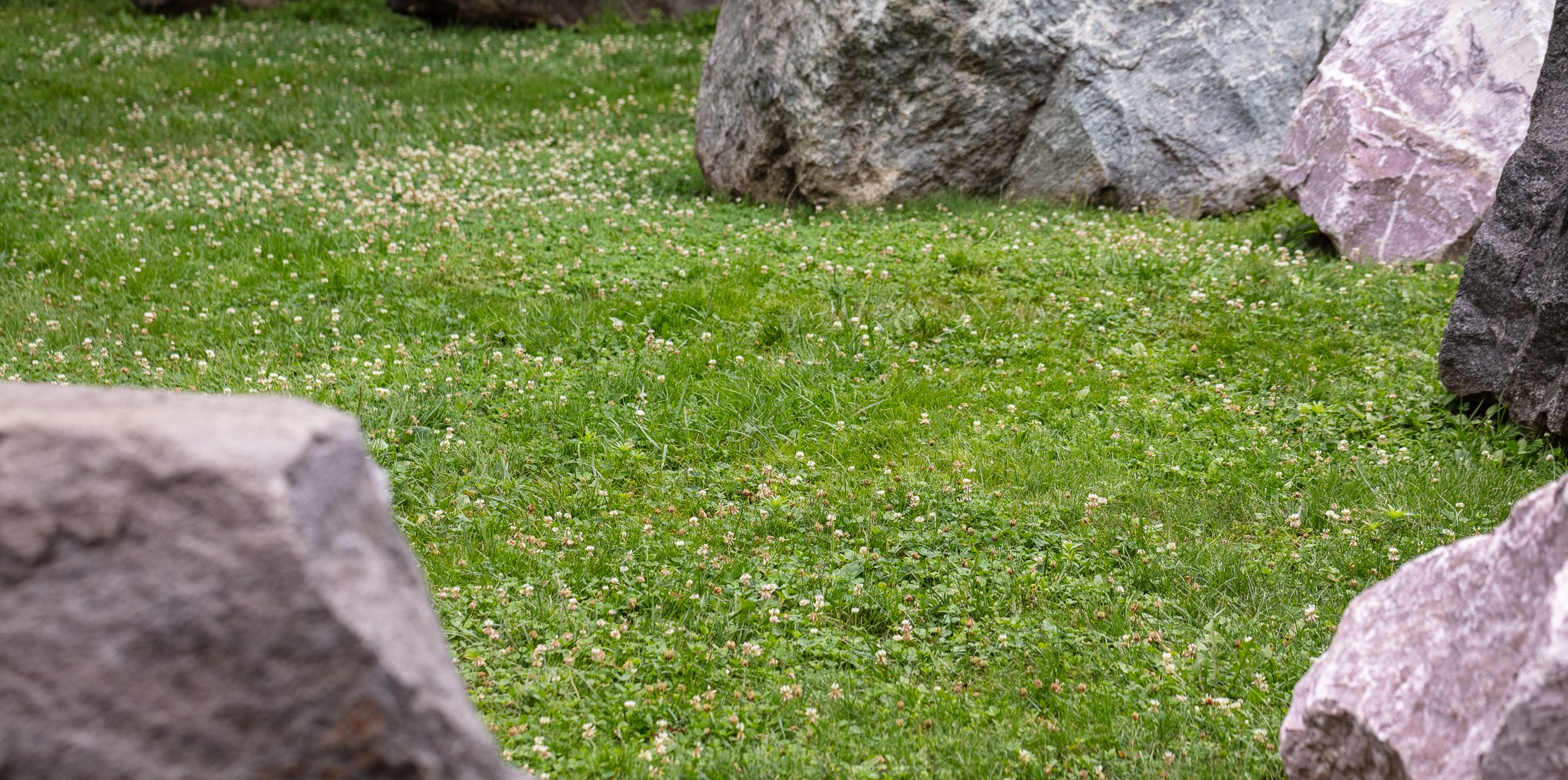 Photo of bee lawn with large rocks