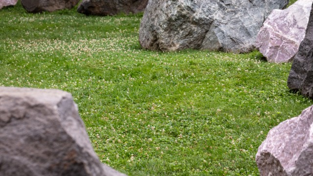 Photo of bee lawn with large rocks